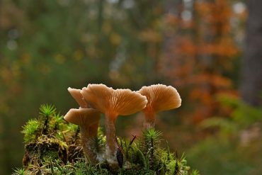 Prospects and Advantages of Microdosing with Dried Amanita Mushrooms